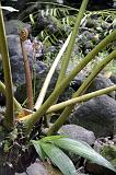 Tahiti janv 09 125